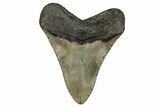 Fossil Megalodon Tooth - North Carolina #348157-2